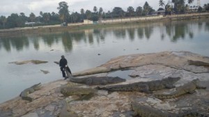 Côte d'Ivoire: Suite à  des pluies diluviennes à  Yamoussoukro,  les Caïmans du lac de la résidence d'Houphouët  sont sortis des eaux