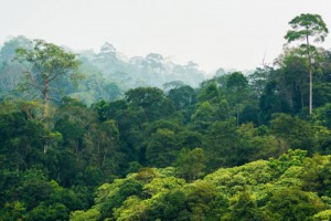 Côte d'Ivoire: Taabo, les forces spéciales expulsent des populations de la forêt classée de Doka