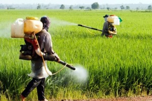 Côte d'Ivoire :  20% des pesticides frauduleux sont utilisés dans l'agriculture ivoirienne et 90% rentrent dans le pays par la frontière terrestre de l'Est