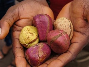 Côte d'Ivoire : Filière Cola, l'OIACOLA reconnue désormais par les autorités