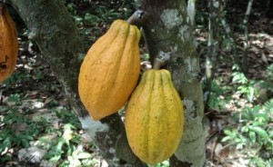 Côte d'Ivoire : Le prix du cacao devrait être connu le 3 octobre prochain