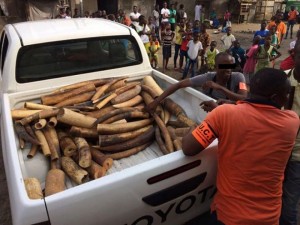 Côte d'Ivoire : Une opération mondiale d'INTERPOL met quelque 1400 trafiquants fauniques en mauvaise posture