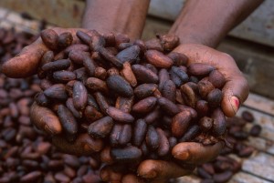 Côte d'Ivoire : Campagne 2018-2019, le prix bord champ du Cacao fixé à  750 FCFA le Kilogramme