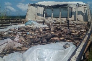 Ghana : Destruction de 18 tonnes de tilapia malsains et surveillance contre la contrebande