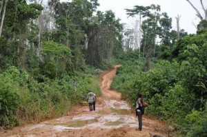 Côte d'Ivoire : Des occupants illégaux des forêts classées vont être déguerpis à  l'ouest