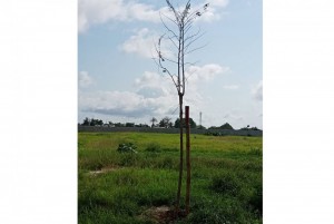 Côte d'Ivoire : Journée de la Paix, Ouattara exhorte ses compatriotes à  planter un arbre car la forêt contribue à  la Paix