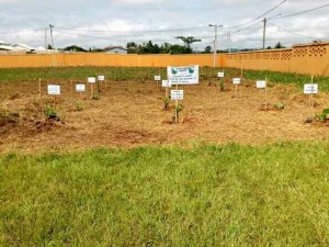 Côte d'Ivoire : Pour la célébration de la journée de la paix, le Président Bédié ouvre sa résidence privée de Daoukro pour le projet de plantation «un arbre pour la Paix»