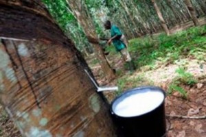 Côte d'Ivoire : Filière Hévéa, le Gouvernement proroge l'arrêté portant condition d'exportation des fonds de tasse