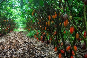 Côte d'Ivoire : Une jeune fille tailladée à  mort par son copain dans une plantation