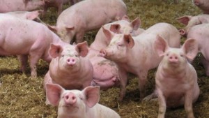 Côte d'Ivoire : Environ 270 millions FCFA de la FAO pour lutter contre la peste porcine dans le Tchologo et Poro sur une période  d'un an