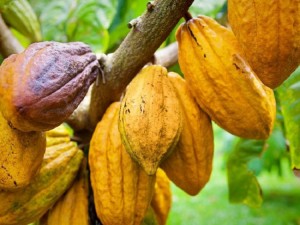 Côte d'Ivoire : Environ 13.748 hectares de déforestation dans la seule région productrice de cacao du sud-ouest